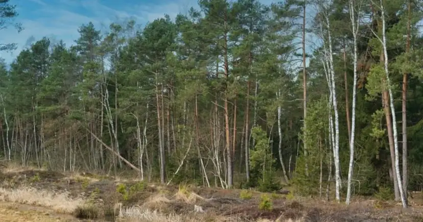 Czy działkę leśną można przekształcić na budowlaną? Poznaj trudności i przepisy