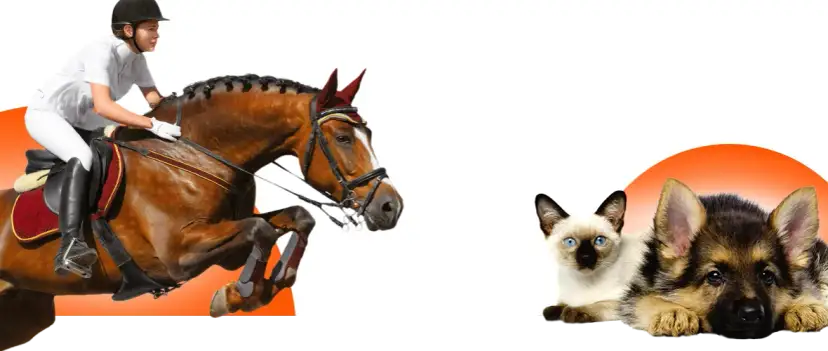 Elegancki frak jeździecki dziecięcy, który zachwyci każdą małą amazonkę