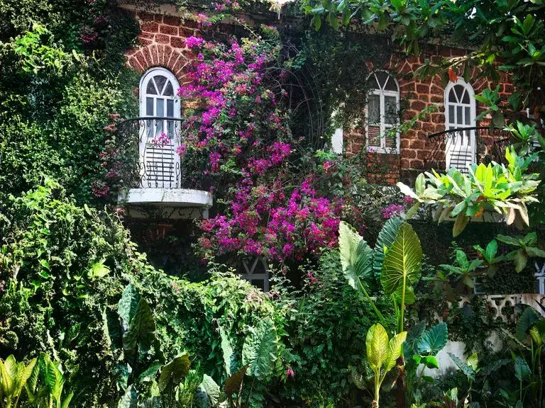 Kiedy sadzić bluszcz na balkonie, aby uniknąć błędów w uprawie?