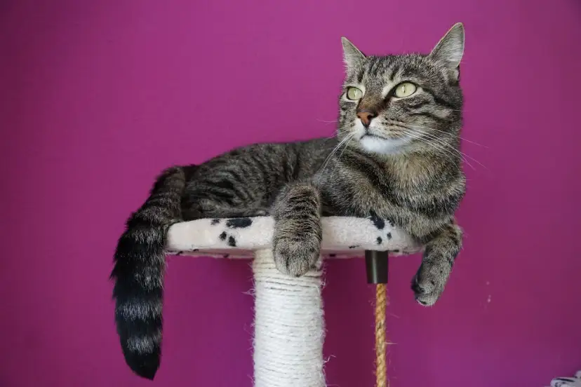 Najlepsze drapaki dla kota - jak wybrać?