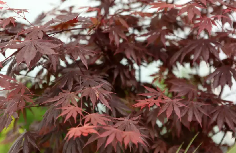 Klon palmowy - jak wybrać odmianę i o czym pamiętać przy sadzeniu