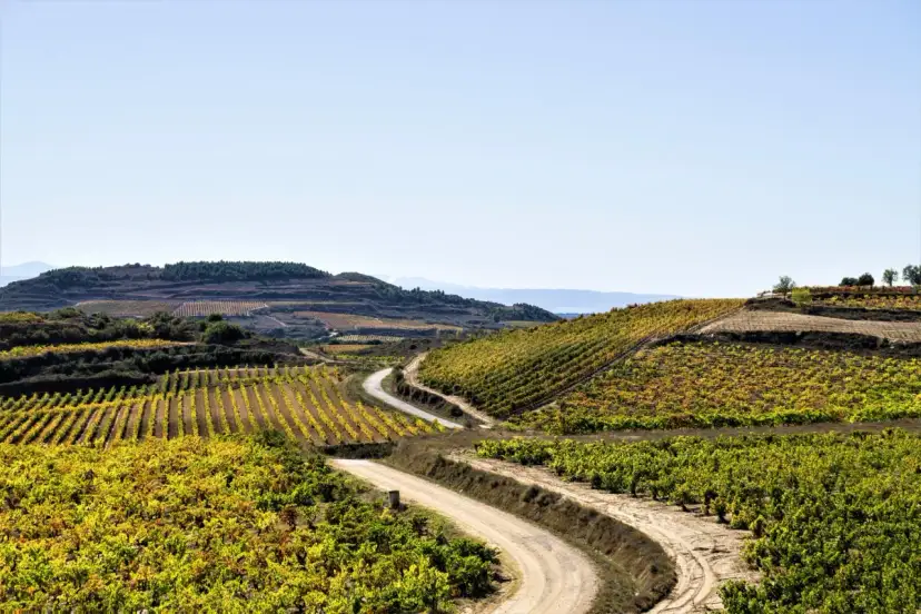 Charakterystyka regionu winiarskiego Rioja