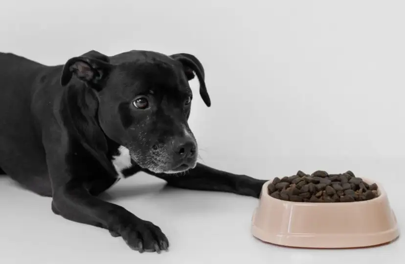 Dlaczego pies nie chce jeść suchej karmy i jak go do tego zachęcić?