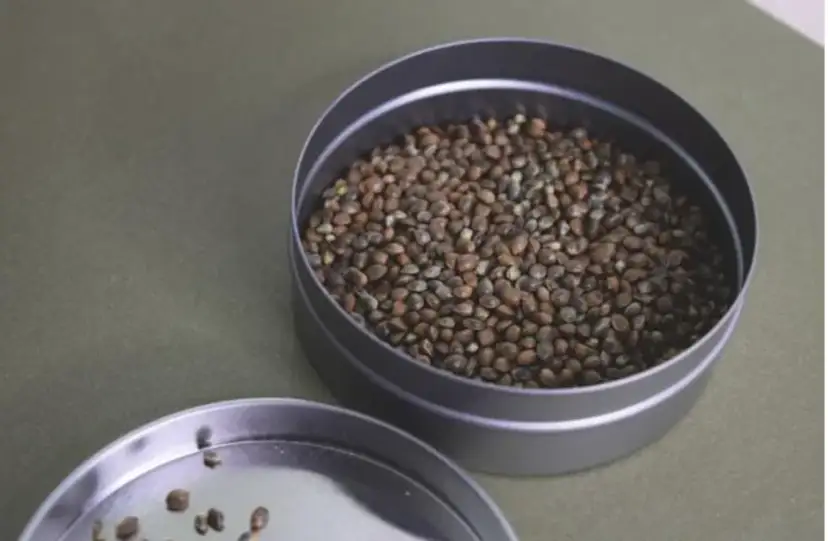 Konopie: składnik w kuchni o tysiącu korzyści dla zdrowia