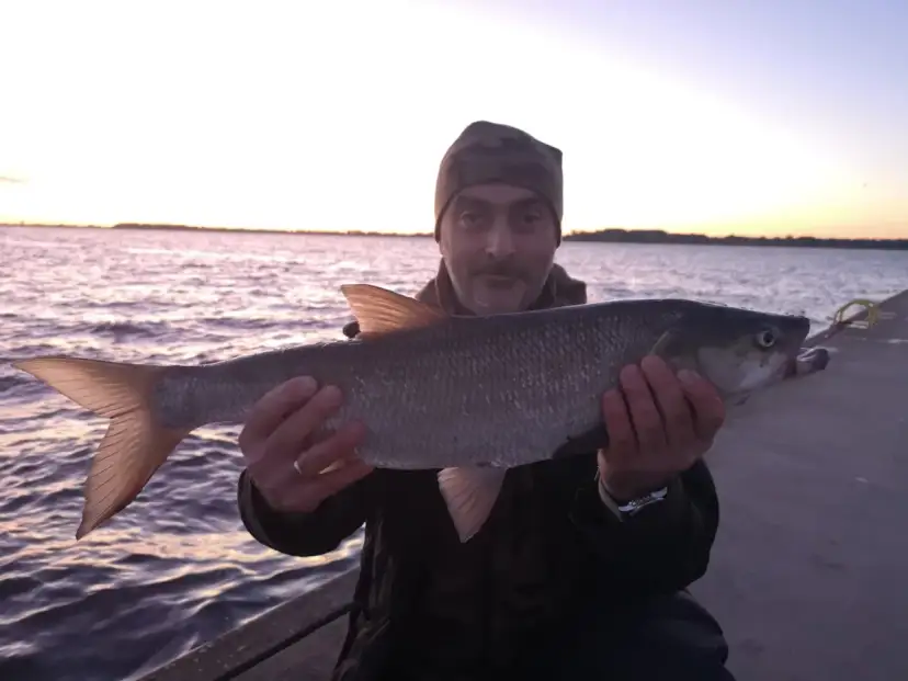 Najlepsze przynęty na bolenia: jak skutecznie łowić tego drapieżnika