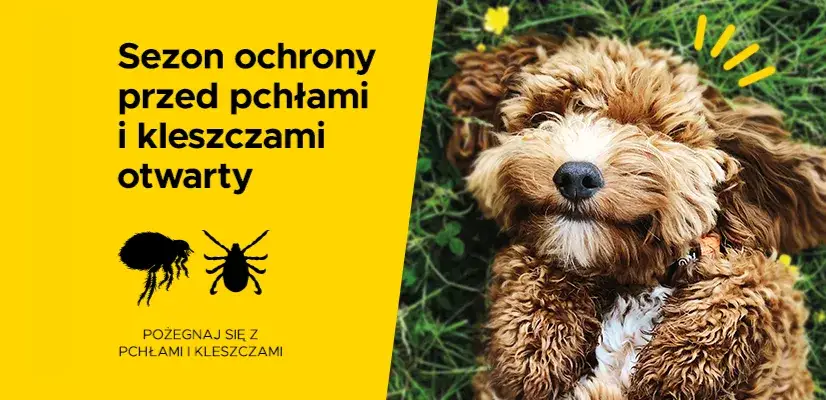 Jak działa tabletka na kleszcze dla psa i co musisz wiedzieć