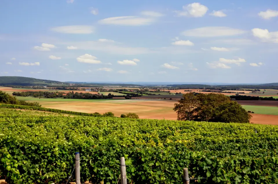 Coteaux du Giennois blanc - les meilleurs accords à table