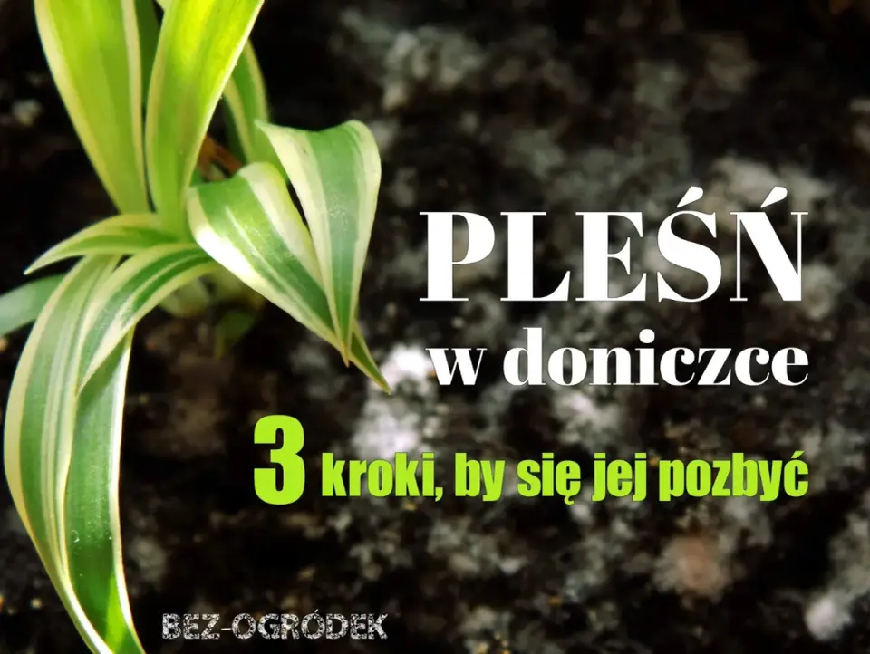 Pleśń na roślinach - domowe sposoby i szybki plan ratunkowy