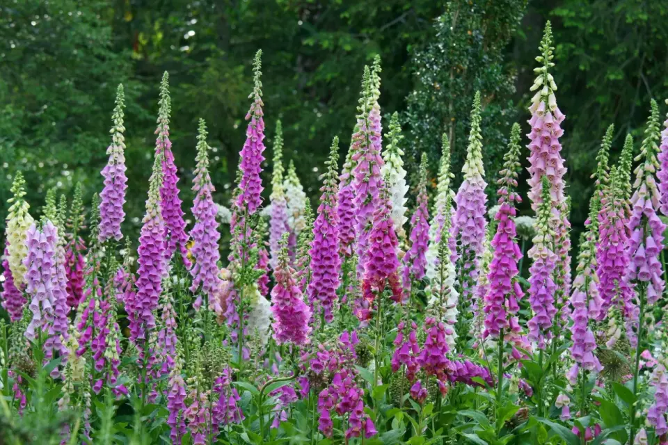 Naparstnica wieloletnia - uprawa, pielęgnacja i łączenie w ogrodzie