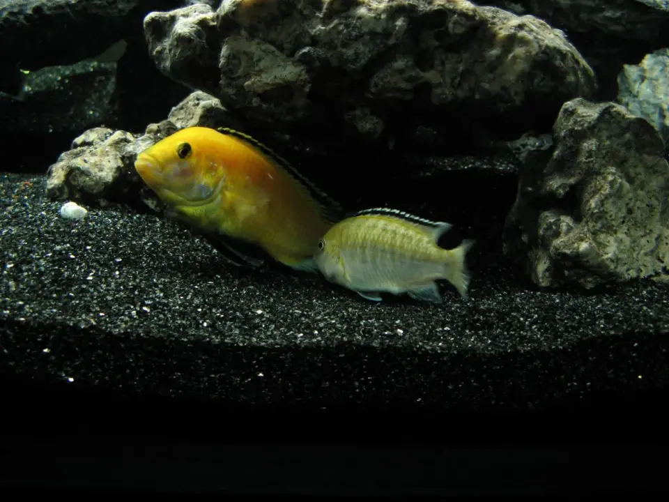 Akwarium Tanganika - Jak dobrać ryby i stworzyć stabilny biotop?