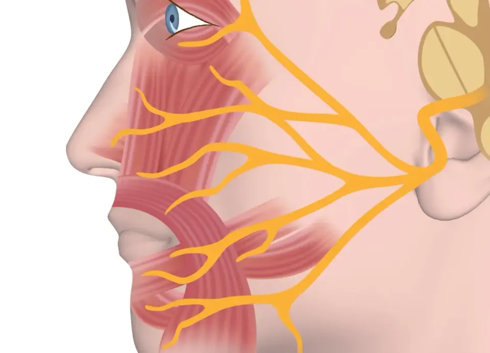 Mięśnie mimiczne twarzy - anatomia, nerwy i rehabilitacja