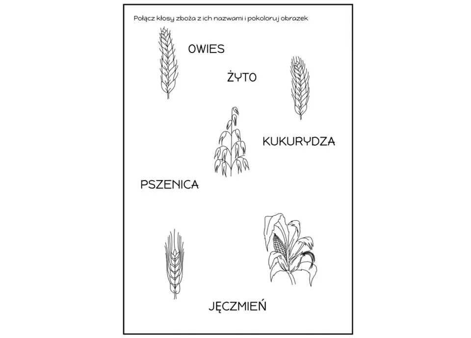Zboża dla dzieci - jak pokazać je prosto i ciekawie
