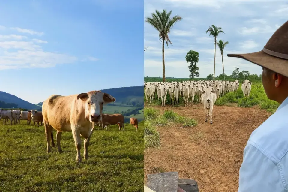 Mercosur a rolnictwo - Czy dopłaty uratują polskie farmy?