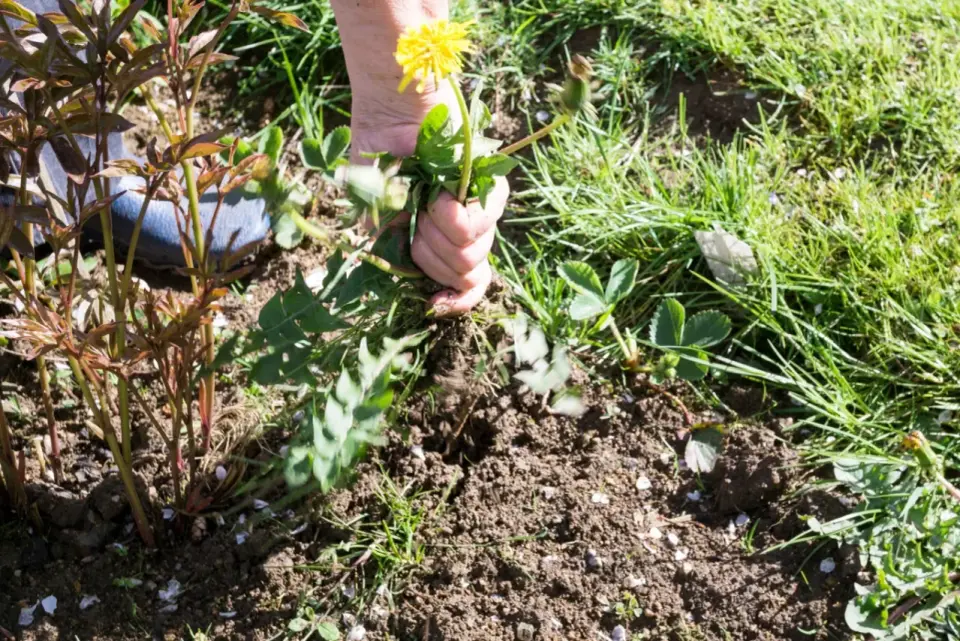 Środek na chwasty czy pielenie? Co wybrać w ogrodzie