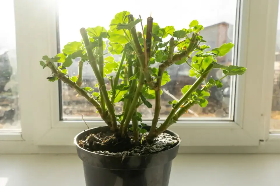 Jak przezimować pelargonie, by wiosną ruszyły mocno