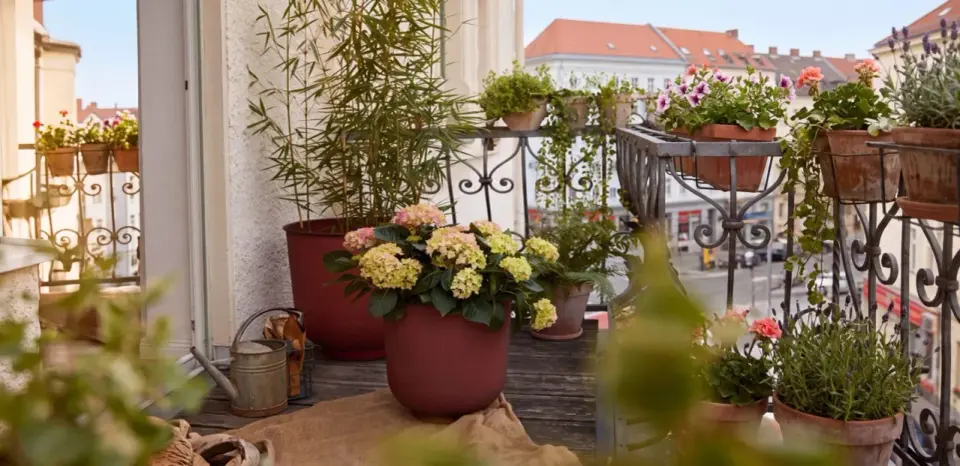 Jakie kwiaty na słoneczny balkon wybrać, by kwitły całe lato