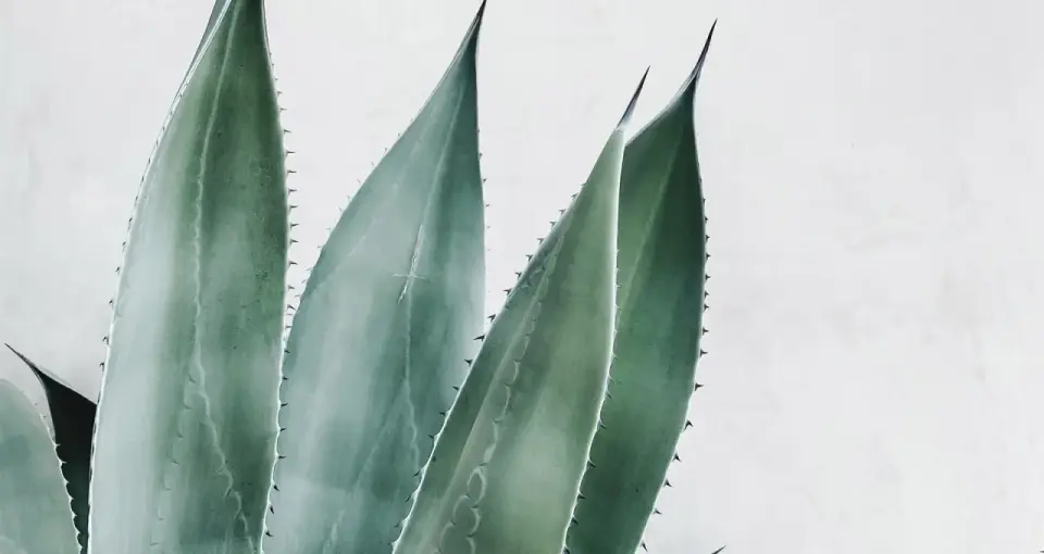 Aloe vera - qué aporta de verdad y cuándo conviene usarlo