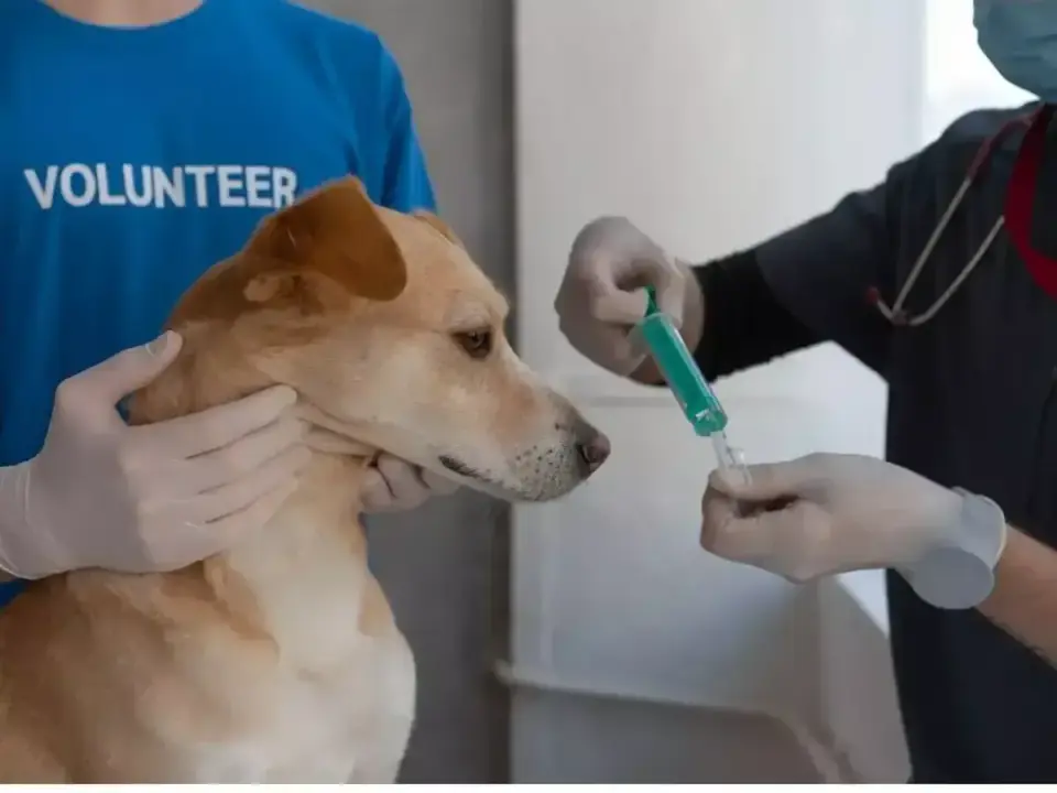 Cytopoint dla psa - czy to lek na świąd dla Twojego pupila?