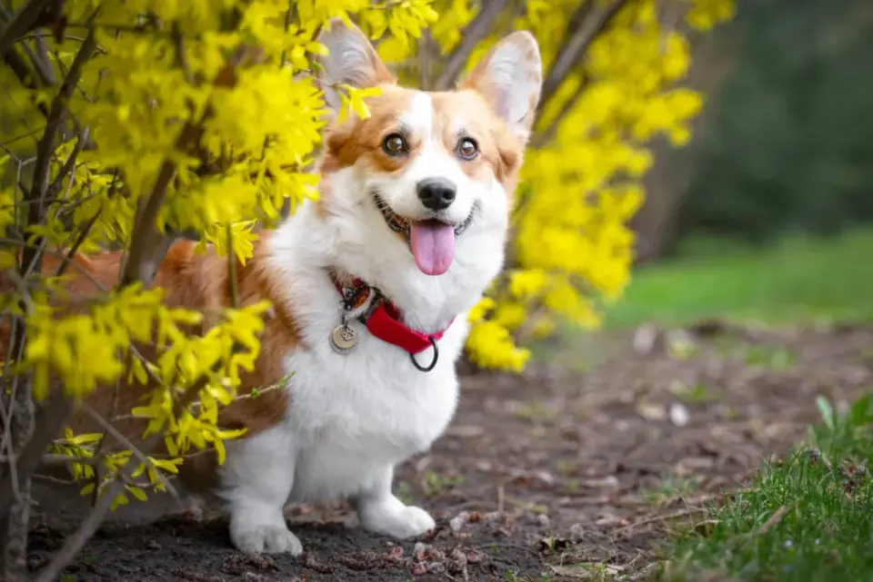 Corgi pies królowej - charakter, opieka i zdrowie
