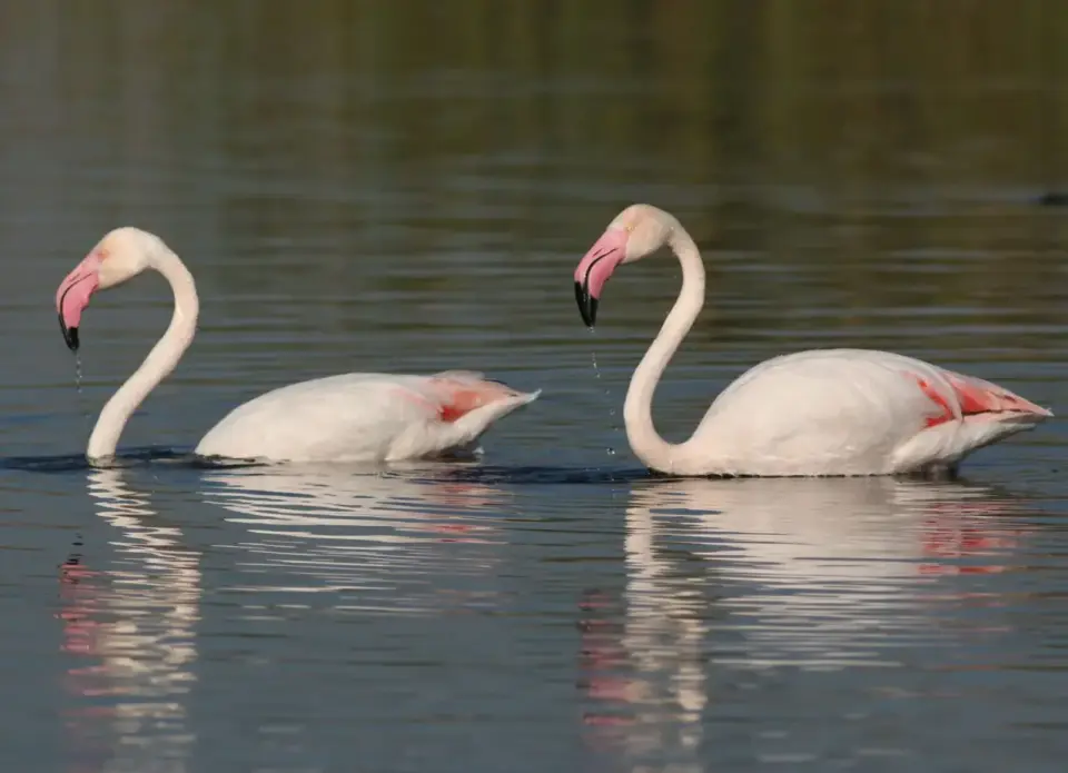 Dlaczego flamingi są różowe? Poznaj sekret ich diety
