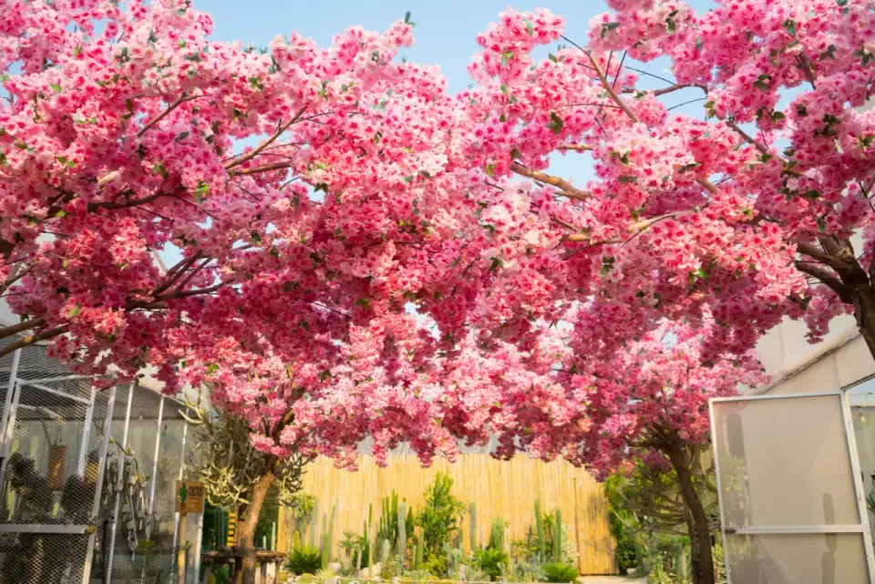 Sakura w ogrodzie - jak wybrać i pielęgnować wiśnię japońską?