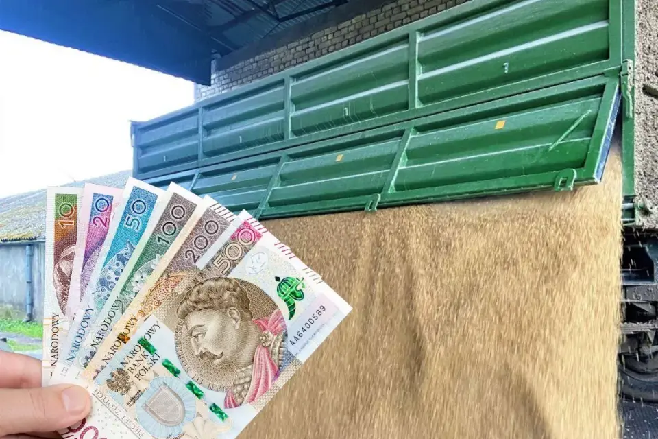 Cena owsa - Ile płacą skupy? Sprawdź, jak negocjować!