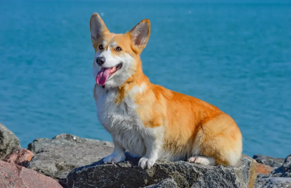 Charakter corgi - Jaki jest naprawdę? Poznaj różnice i wymagania
