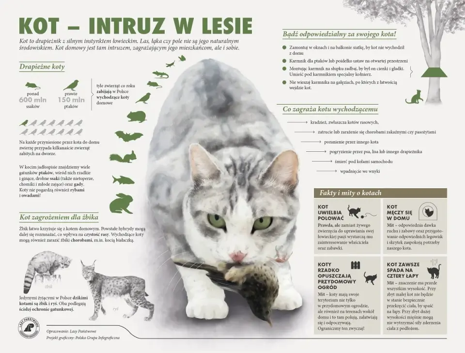 Nazwy dzikich kotów - odkryj ich świat i niezwykłe gatunki