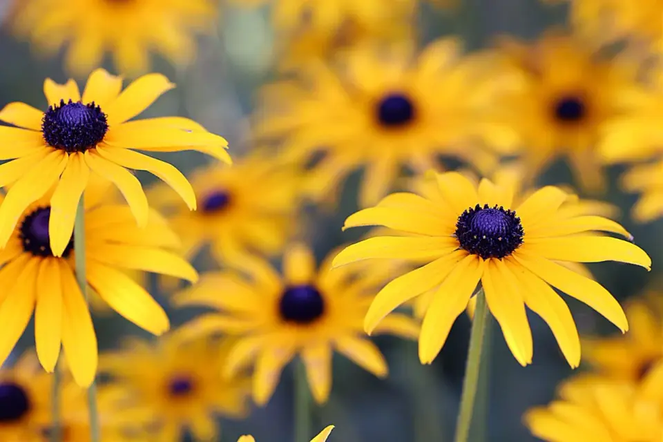 Rudbekia wieloletnia? Sprawdź, która zimuje w ogrodzie!