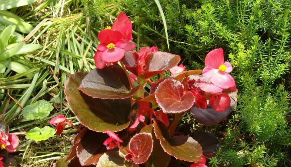 Begonia stale kwitnąca - uprawa, podlewanie i zimowanie
