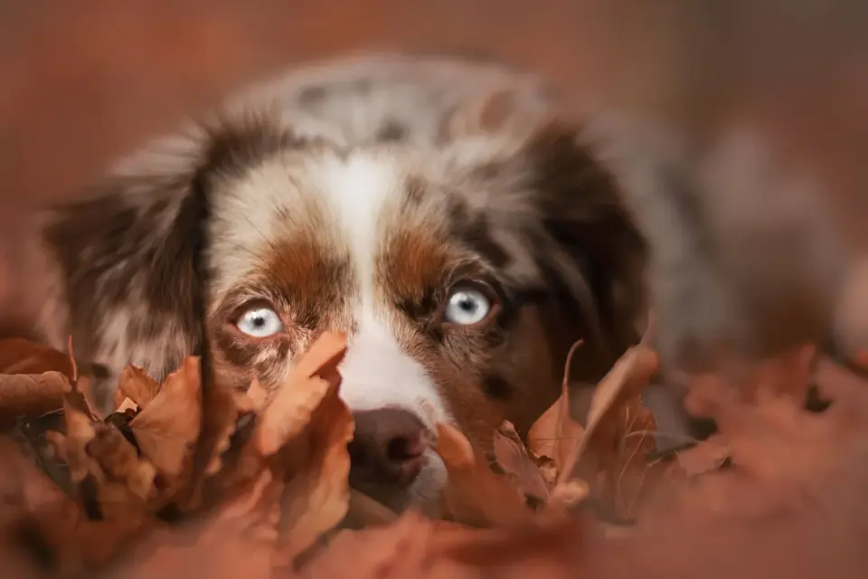 Eicheln bei Hunden - so erkennst du die Gefahr rechtzeitig