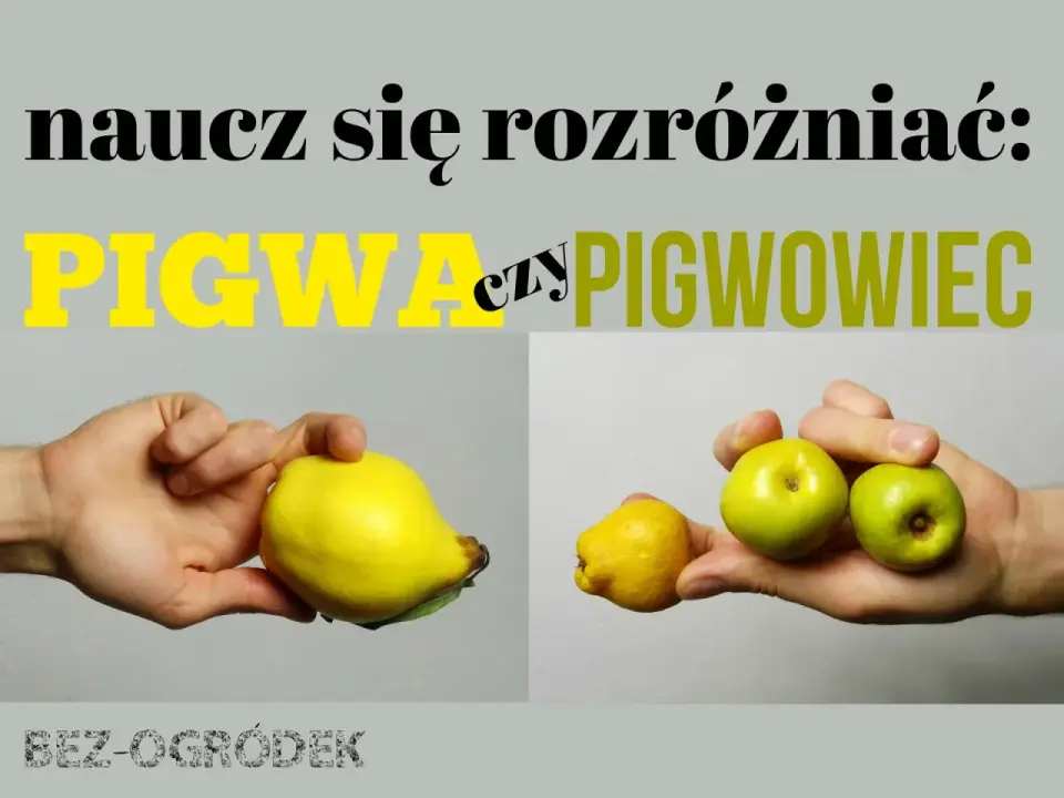 Pigwa pospolita - Jak ją uprawiać i nie pomylić z pigwowcem?