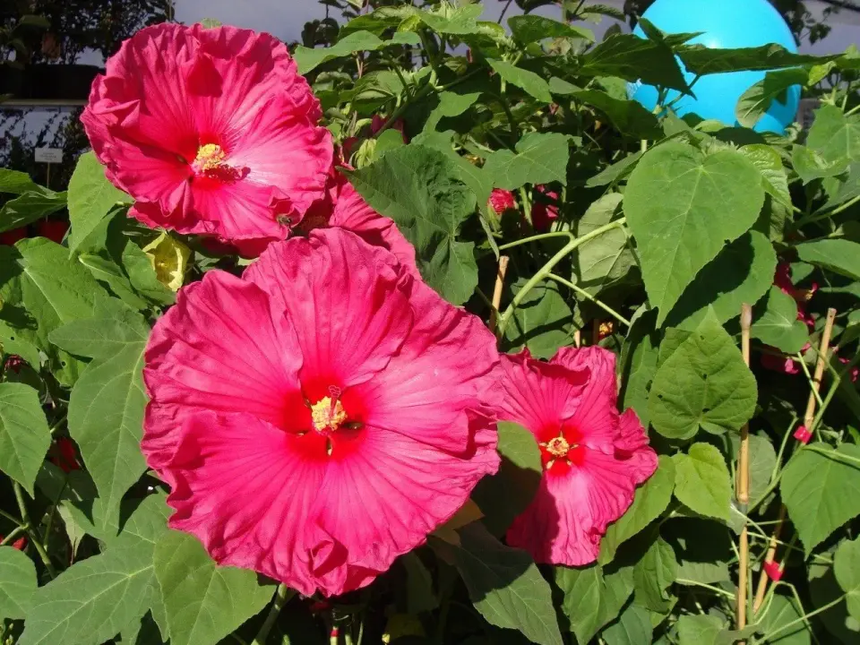 Ketmia czy hibiskus? Poznaj różnice i wybierz właściwy gatunek