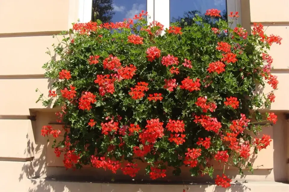 Pelargonia kaskadowa na balkonie - jak uzyskać gęstą kaskadę kwiatów