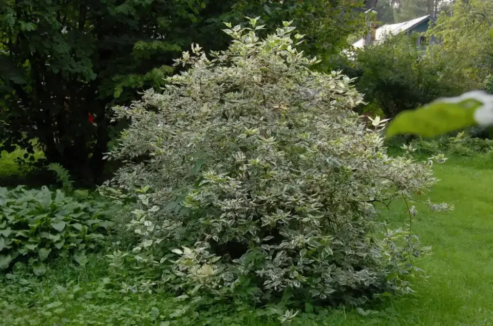 Dereń 'Elegantissima' - uprawa bez błędów. Pełny potencjał!