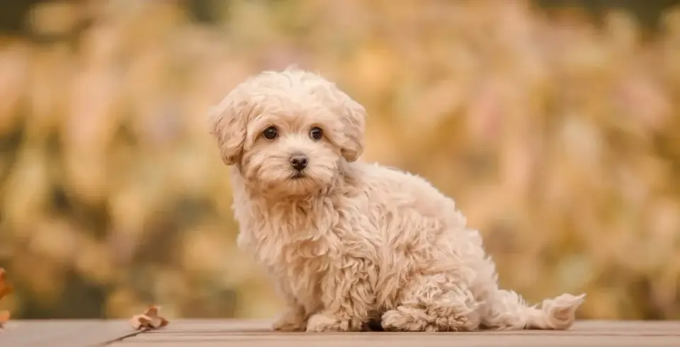 Dorosły Maltipoo - charakter, pielęgnacja i codzienne potrzeby