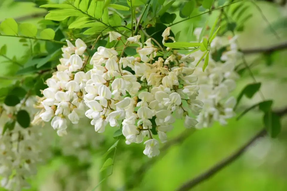 Różowa robinia - Jak ją uprawiać i pielęgnować, by obficie kwitła?