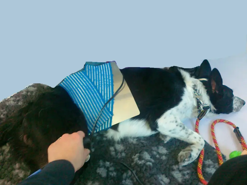 Ginocchio del cane: cause, sintomi e recupero efficace