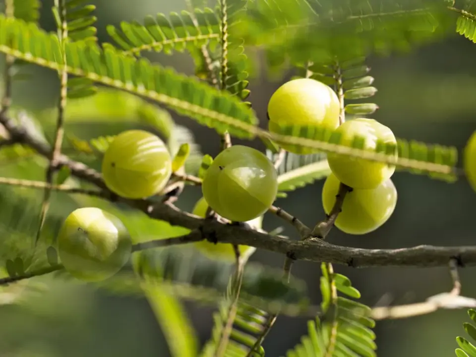 Amla für die Leber - was die Forschung wirklich zeigt