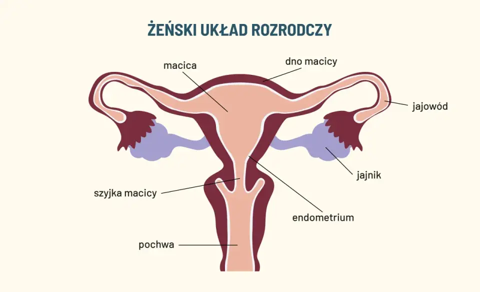 Pochwa - budowa, funkcje, objawy. Co jest normą, a co problemem?