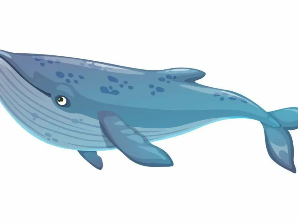 Płetwal błękitny - największy ssak? Prawda o gigancie oceanów
