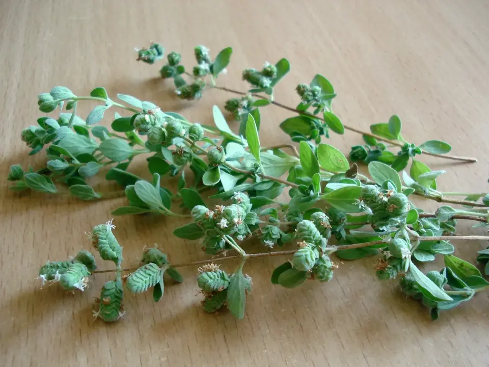 Aromatyczne oregano - uprawa, zbiór i suszenie bez błędów
