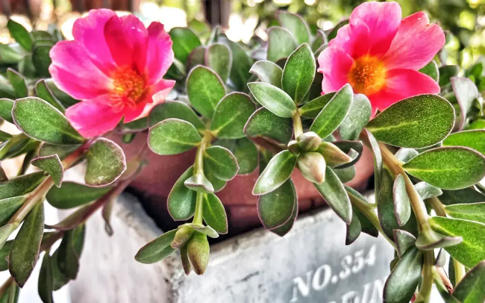 Portulaca in fiore, i segreti per coltivarla al sole