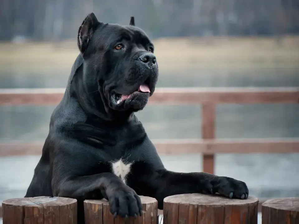 Cane Corso - jaki wzrost ma według wzorca FCI i jak go mierzyć?