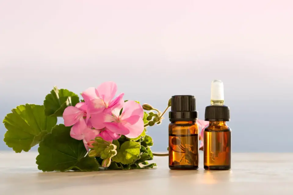 Olejek z geranium w domu - prosty przepis na macerat!