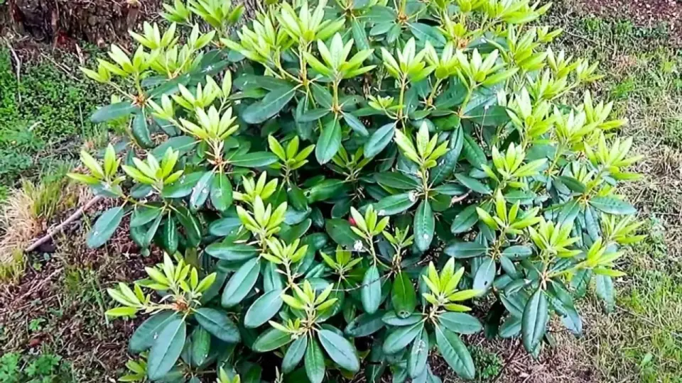 Rododendron nie kwitnie? Sprawdź, co go blokuje