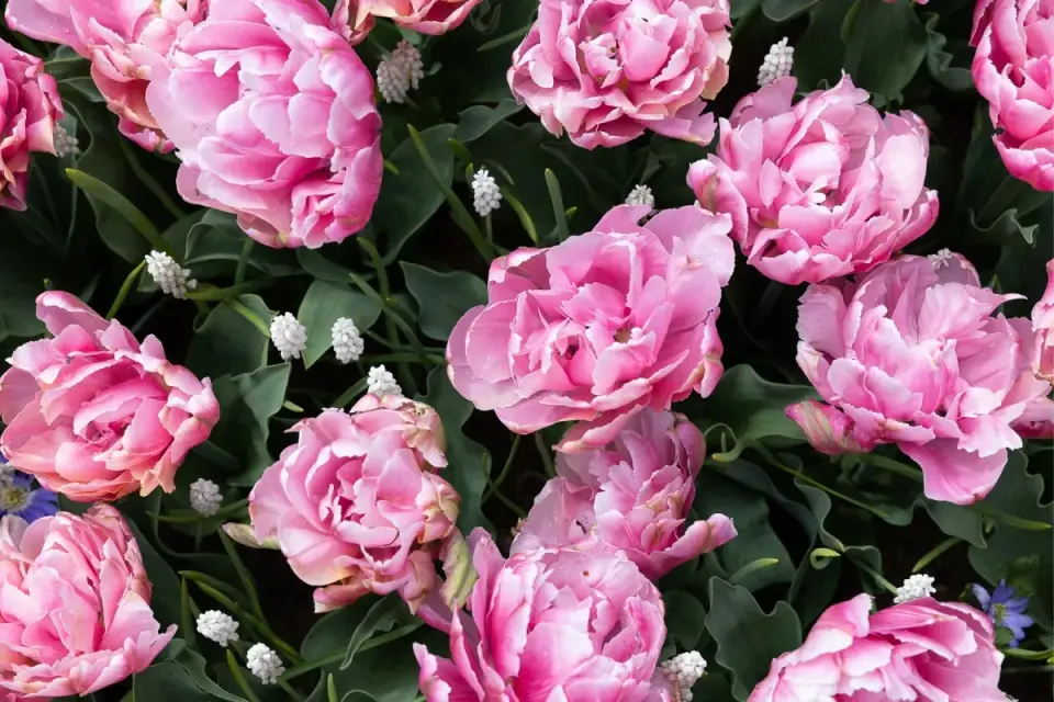 Keukenhof 2026: Kiedy tulipany kwitną najpiękniej?