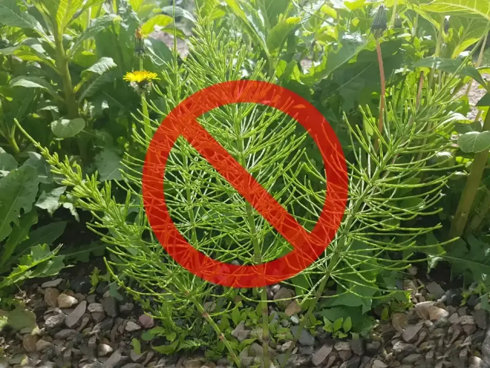 Chlopyralid w ogrodzie - kiedy pomaga, a kiedy szkodzi