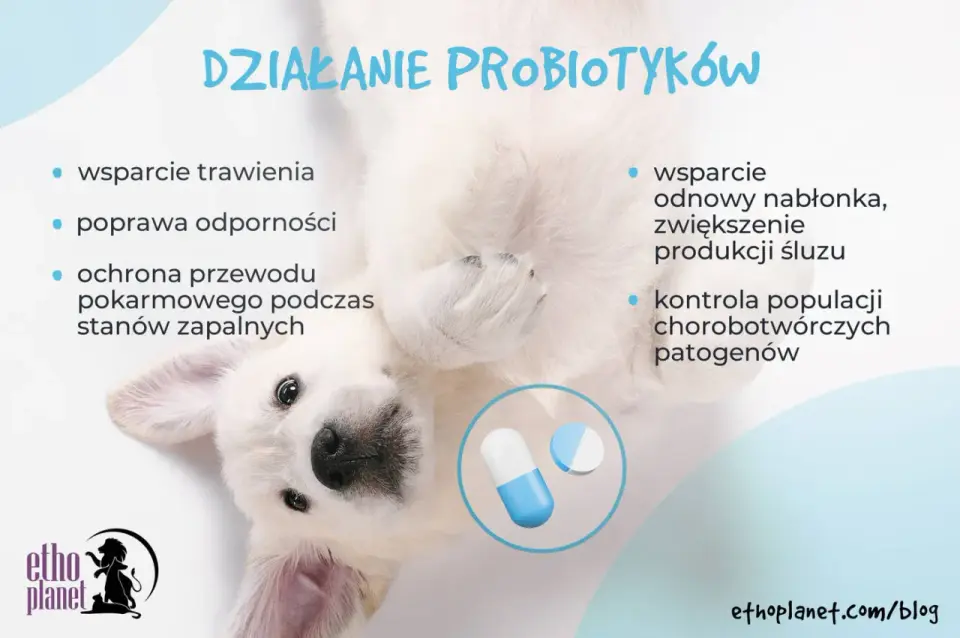 Probiotyk dla psa - czy ludzki działa? Sprawdź zanim podasz!