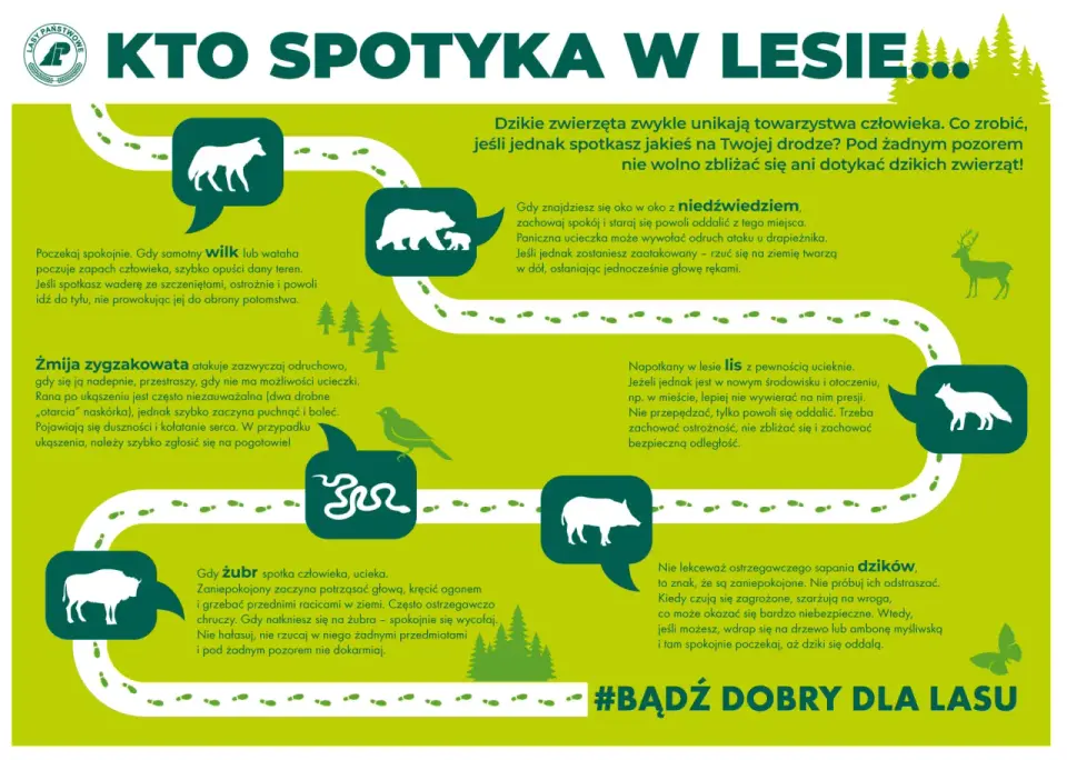 Dzikie zwierzęta w Polsce - Gdzie je spotkać i jak chronić?